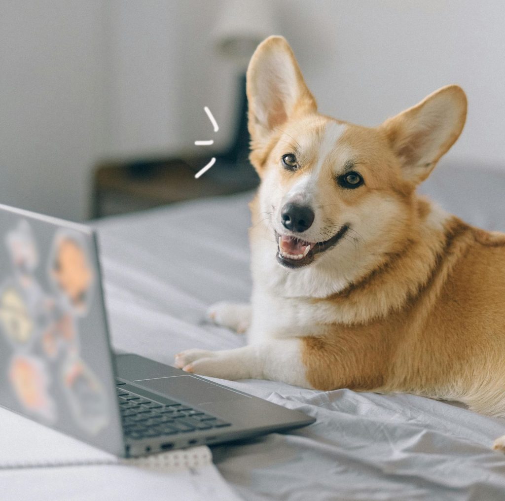 Chien corgi souriant allongé devant un ordinateur portable ouvert